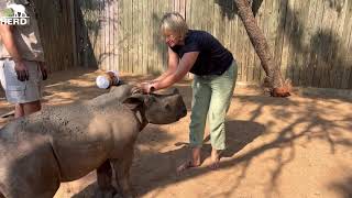 Messy Mud Baths with rhinos, Peter and Bula 🦏