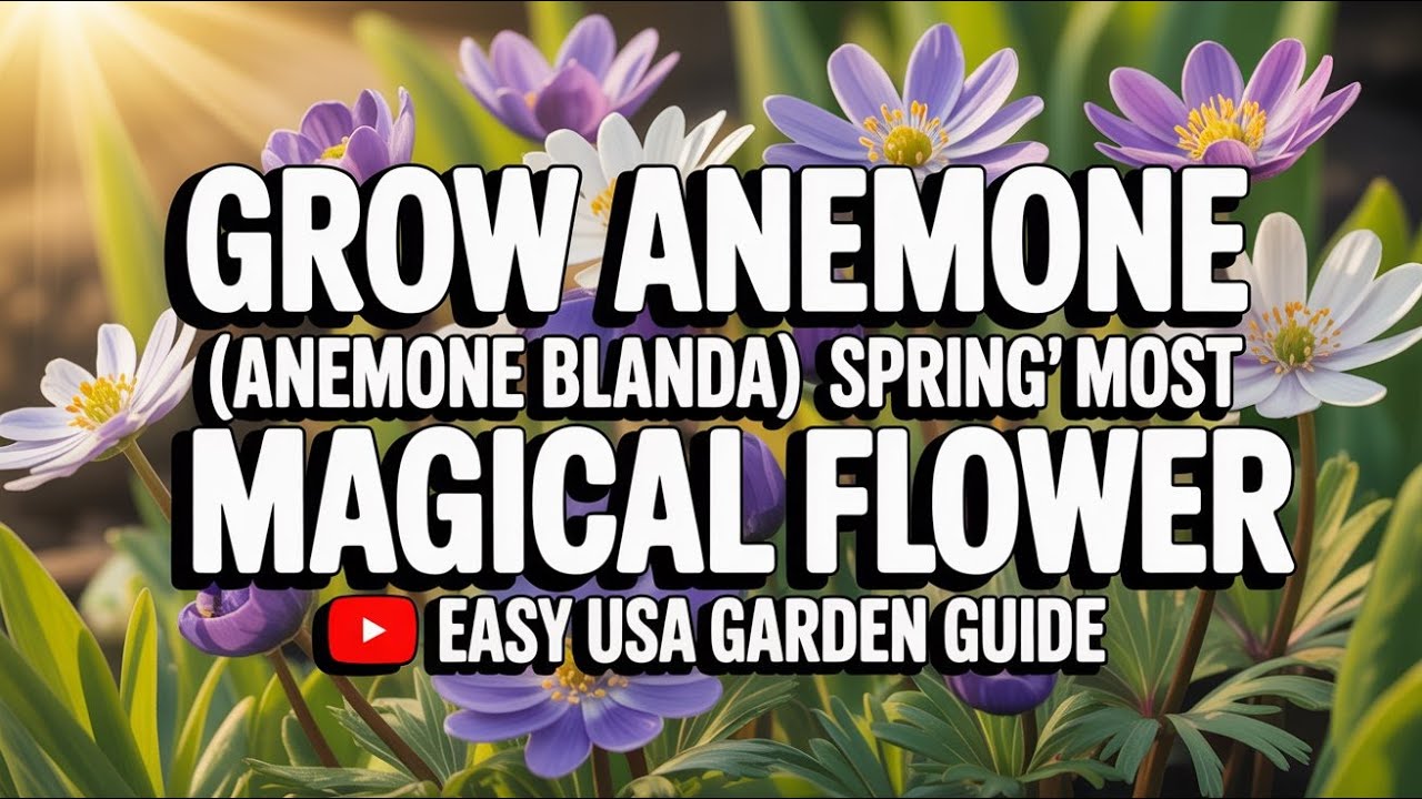 Как вырастить анемон (Anemone blanda) | Простой весенний цветок для садов США 🌸