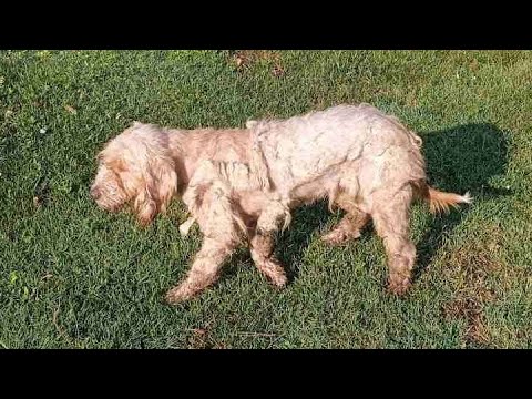 We Spent Days Trying To Catch Her, And We Saved Her Life