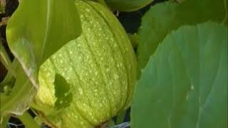 Somebody's Backyard Pumpkin Patch 7/27/18