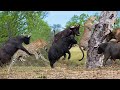 Leopard vs Buffalo-  Leopard Jumps High To Catch Buffalo But Was Hit By Buffaloes | Big Cats Attack