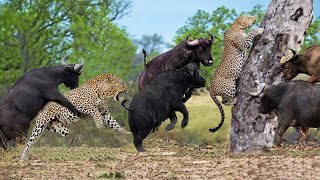 Leopard vs Buffalo-  Leopard Jumps High To Catch Buffalo But Was Hit By Buffaloes | Big Cats Attack