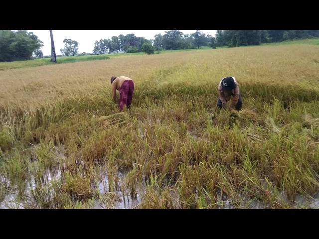 រដូវច្រូតកាត់