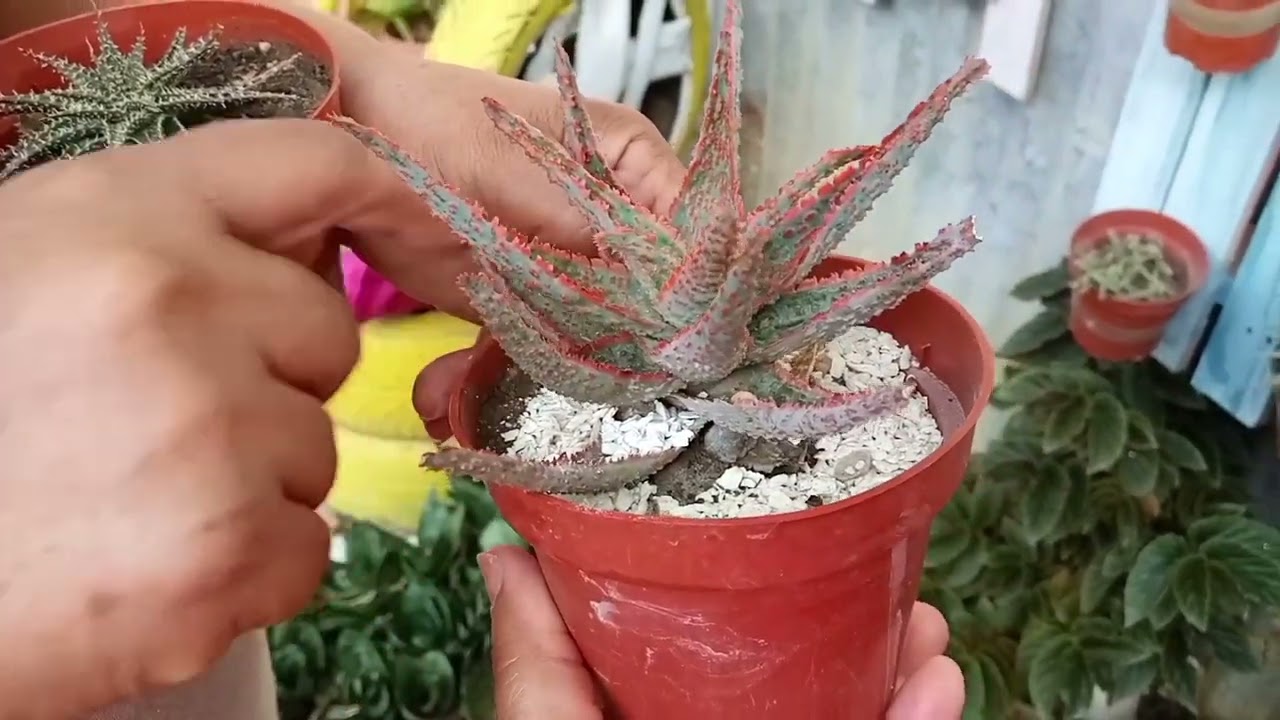 Jardín en casa de una suscriptora , hermoso de s🥀💐uculentas🌺🌹🌷