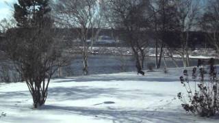 Boxer (Portia) playing in the snow. Net Worth