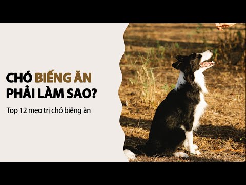 Hướng Dẫn Cách Làm Thức Ăn Cho Chó Đơn Giản Và Dễ Thực Hiện Nhất