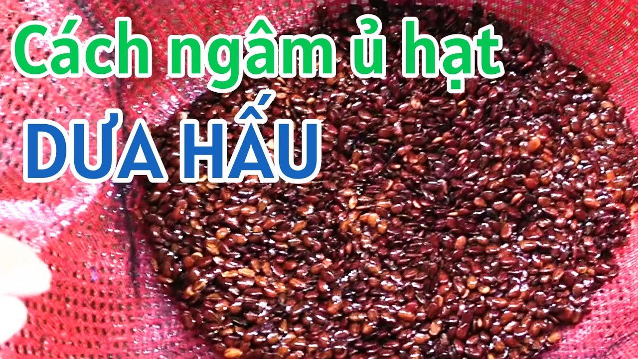 Kỹ thuật trồng dưa hấu vụ Tết: P1-Ngâm ủ hạt