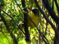 Aves del uruguay