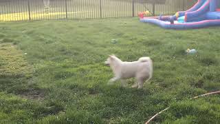 Charlie Shiba Inu chasing Ginger Golden Retreiver