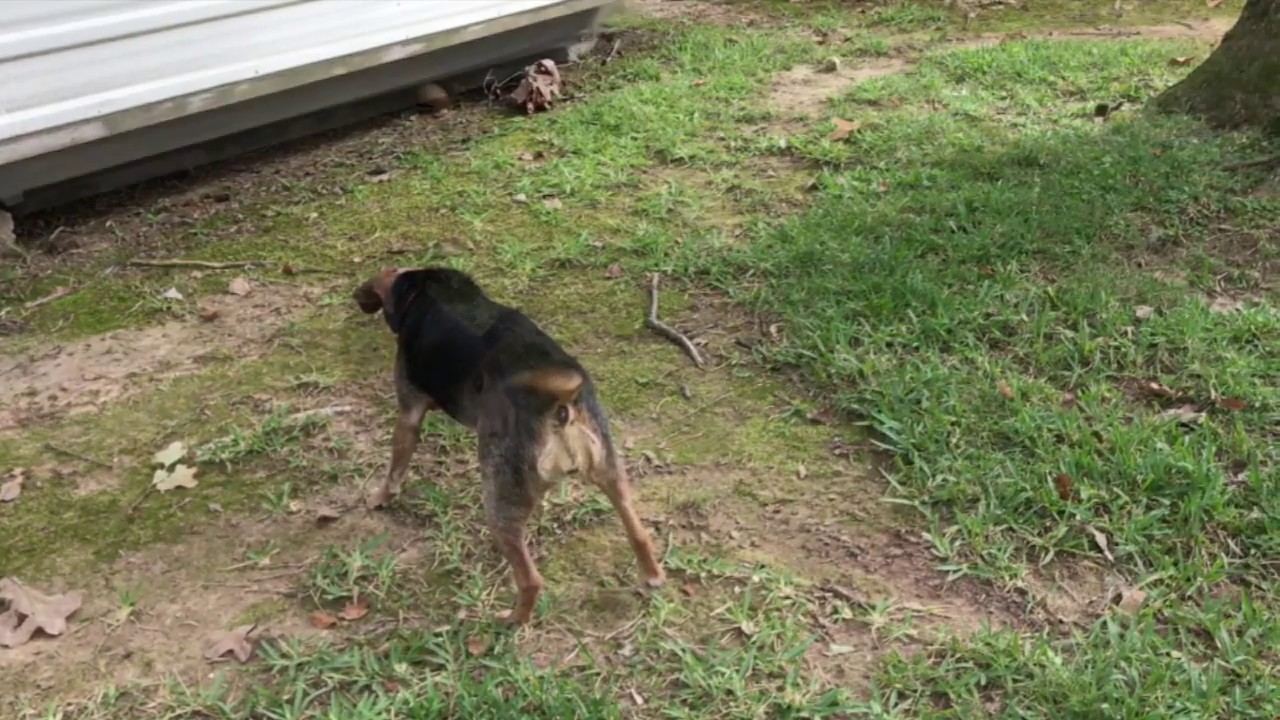 Why Is This Dog Wagging Her Tail? YouTube