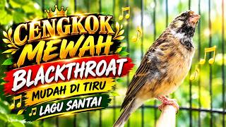 CENGKOK MEWAH LAGU LELAH MUDAH DITIRU - MASTERAN BLACKTHROAT GACOR PALING DICARI