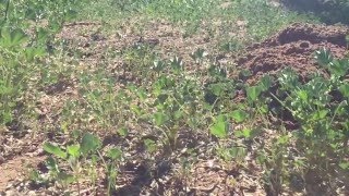 Arizona Home Watch LLC - Pocket Gopher performs the old disappearing plant trick