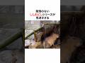 風情のないししおどしシリーズが秀逸すぎる3