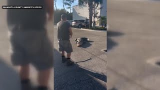 VIDEO: 10-foot alligator caught outside of 7-Eleven in Sarasota County