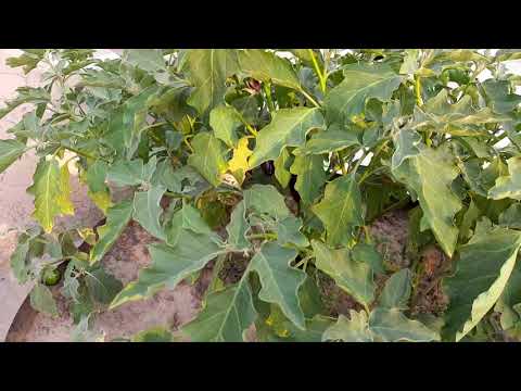 Roof Top Kitchen Gardening, Vegetables are ready