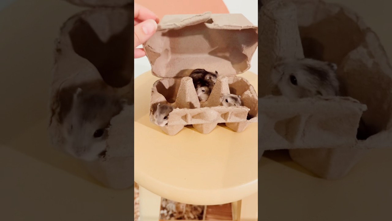 We finally had our first litter born this spring! How many pups can you count? 🌷🌸