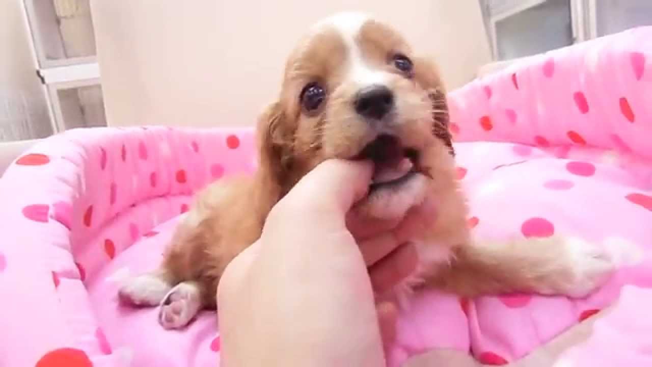 キャバプーの性格 病気 抜け毛 寿命 カットの頻度や料金などまとめ ペットまるわかりブログ