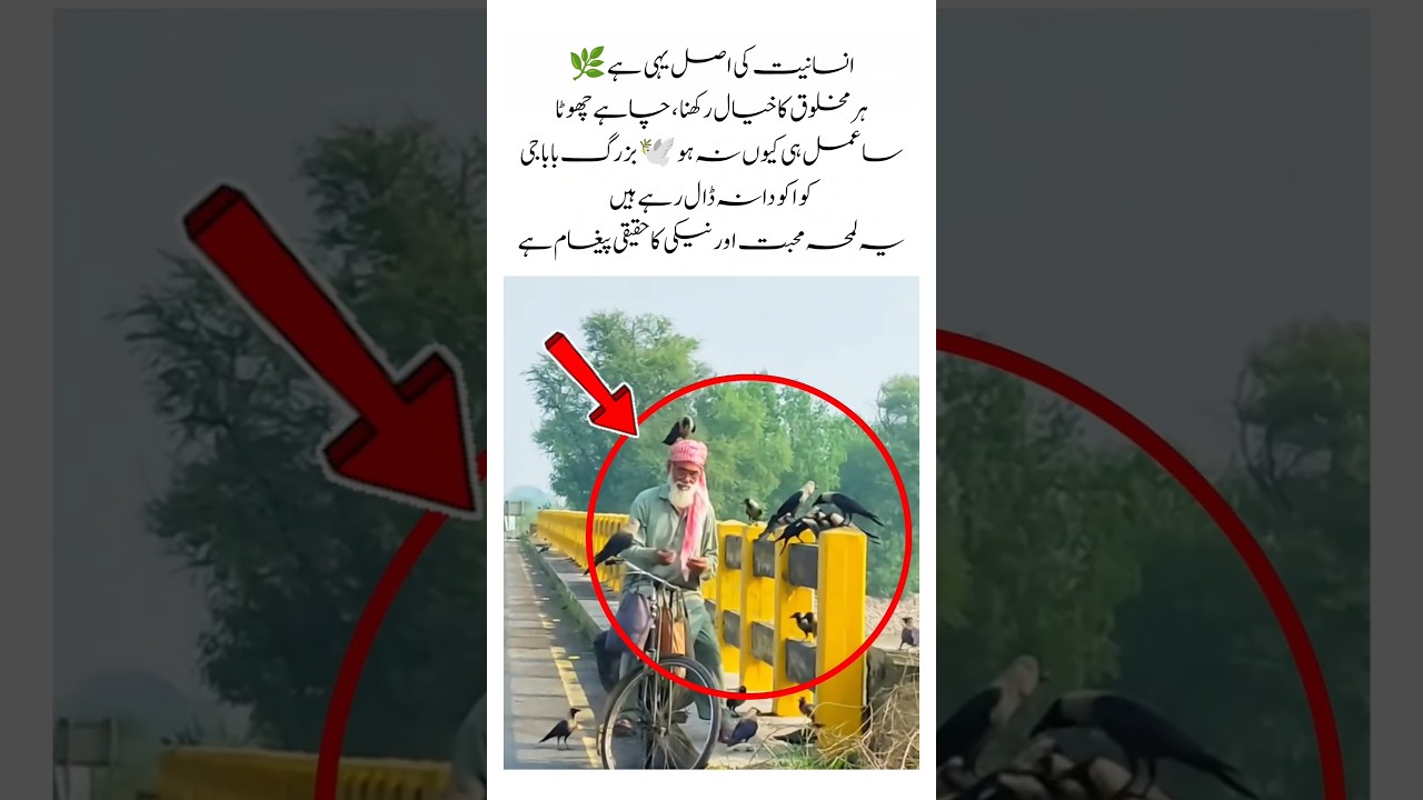 🌿 Humanity in Every Act of Kindness 🕊️❤️