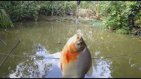 Thanh niên đi câu trộm cá và cái kết .......... SML!