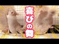 遊んでもらえると思って大喜びするチンチラの赤ちゃんが可愛すぎる!!【チンチラ赤ちゃん日記 その20】Chinchilla's Baby Diary 20