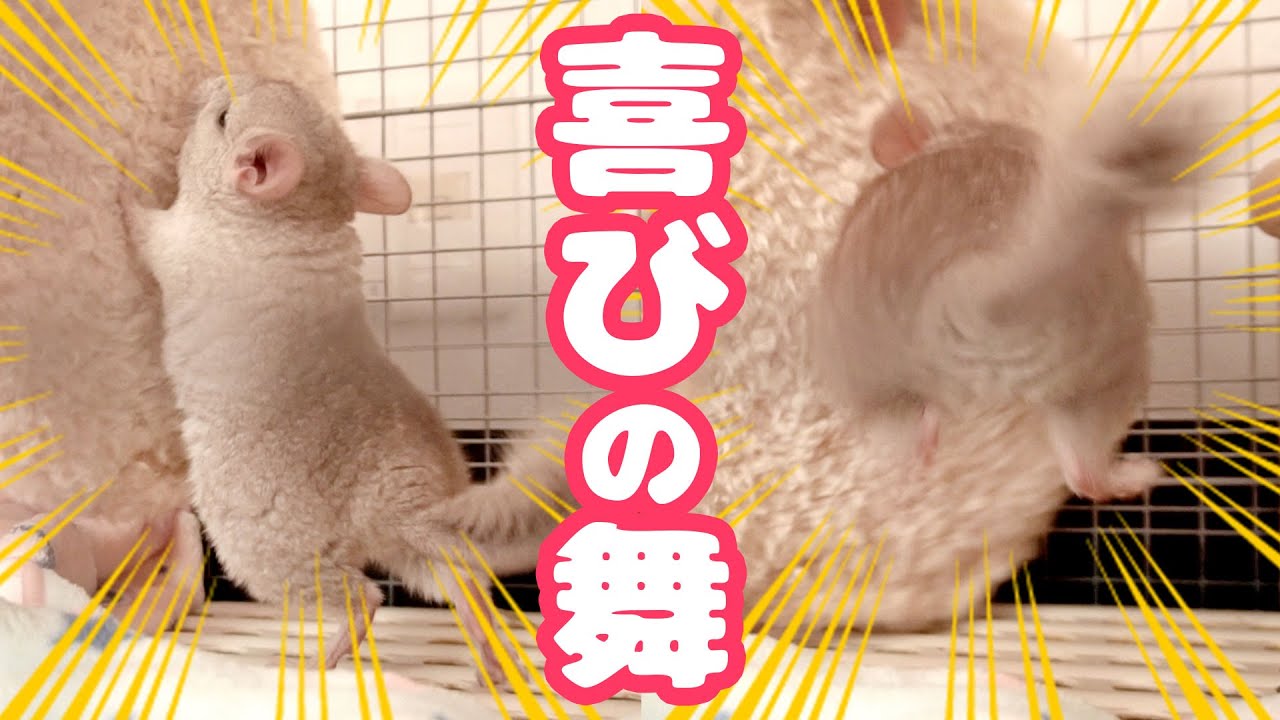 遊んでもらえると思って大喜びするチンチラの赤ちゃんが可愛すぎる チンチラ赤ちゃん日記 その Chinchilla S Baby Diary Youtube