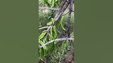 فضل سورة العاديات لم يرد عن النبي صلى الله عليه وسلم حديث صحيح ومخصص عن فضل سورة العاديات🦻🦻🦻👉