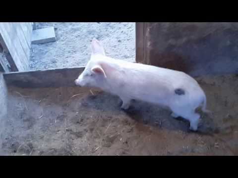 Кашеварка для свиней фото 17