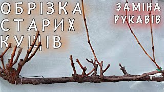 Обрізка СТАРИХ та ДОРОСЛИХ кущів. ЗАМІНА рукавів та ОМОЛОДЖЕННЯ куща. Стандартна обрізка на УРОЖАЙ