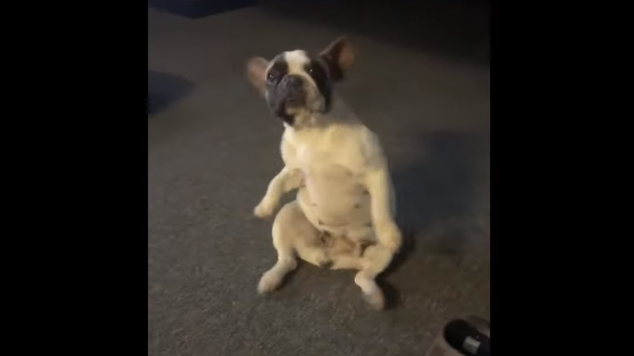 French Bulldog puppy's hilarious dance moves - YouTube