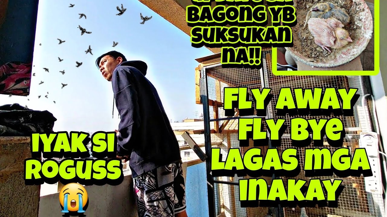 SAKLAP NAMAN !! UNANG LIPAD UBOS NA NAMAN AGAD.. AYOKO NA MAG IBON.!!