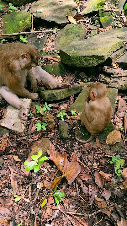 cuties for a newborn babies to learned realize nature to fall updise down Kandra Ly Ly#videosshort#.