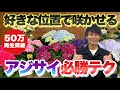 【必見！】アジサイを毎年咲かせたい方はご覧ください【好きな位置で咲かせる切り方】【あじさい】【剪定】【育て方】【園芸】