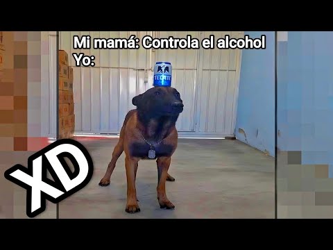 IF YOU LAUGH YOU LOSE #164 🤡| XD MOMENTS