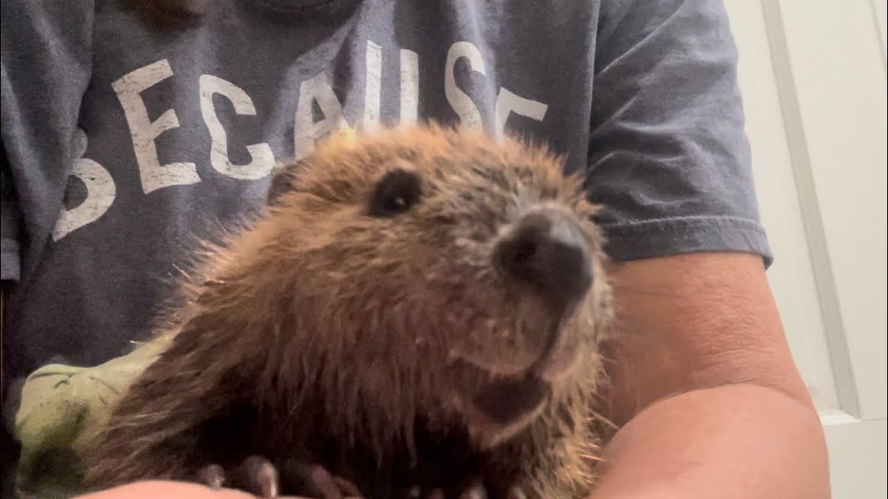 Demanding baby beavers