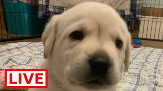 LIVESTREAM Puppy Cam!  Adorable Lab Puppies post their 1st outdoor adventure!