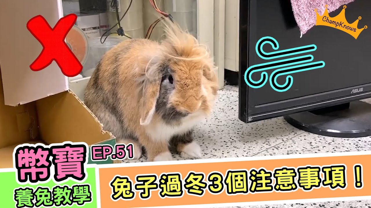 冬天來了！兔子過冬3個注意事項！｜幣寶養兔教學系列 EP.51｜ChampKnows【冠軍知道】
