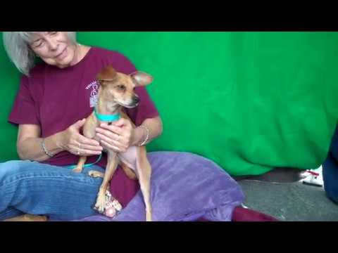 dog adoption mauritius A5071127 Heidi