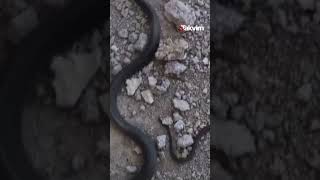 Elazığda 3 Metre Boyundaki Dev Yılan Görenleri Hayrete Düşürdü