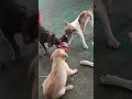 The tug of war game of my puppies #shorts #puppies #gameplay
