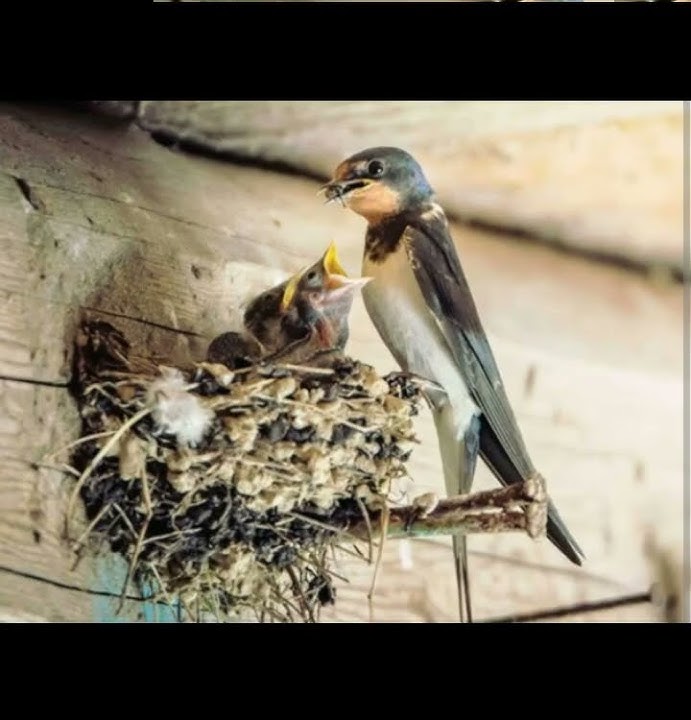suara burung walet