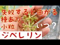 ピオーネのジベ処理　いつ？　花穂はどんな状態？　やり方は？