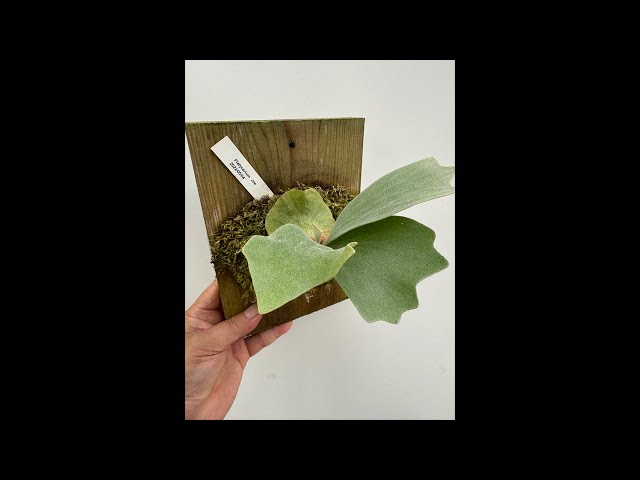 ゆっくりビカクシダ - YouTube