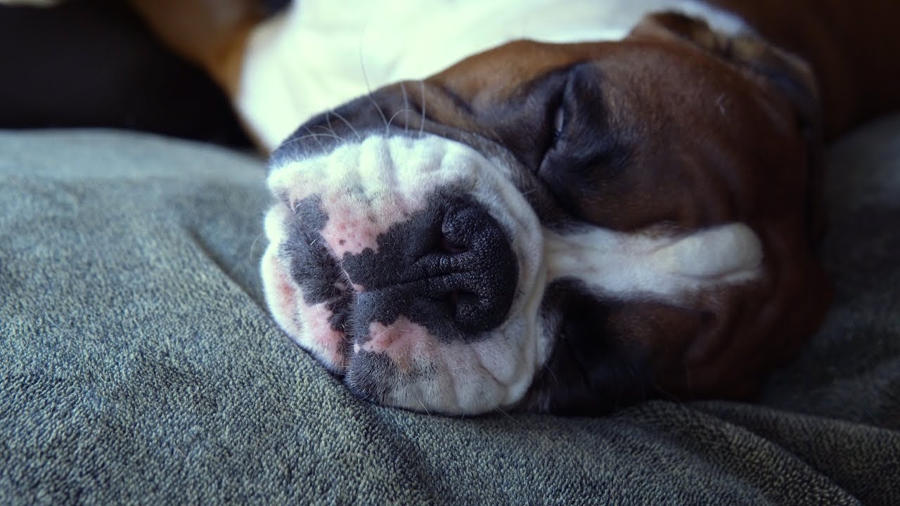 Fans Reguest Boxer Dog Rex Sleeping Beauty Chops Mouth Jowls YouTube
