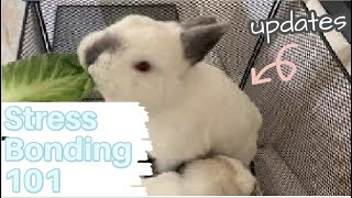 STRESS BONDING| how to bond rabbits| bunny body language| fighting rabbits update| MyPawfectFamily