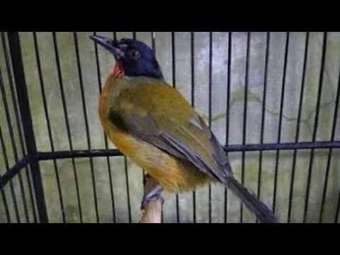 Kutilang Emas Si Burung Wik Wik Youtube