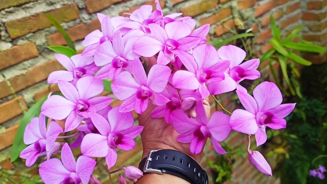 30 Jenis Anggrek Species Asal Indonesia !! kamu punya yang mana?