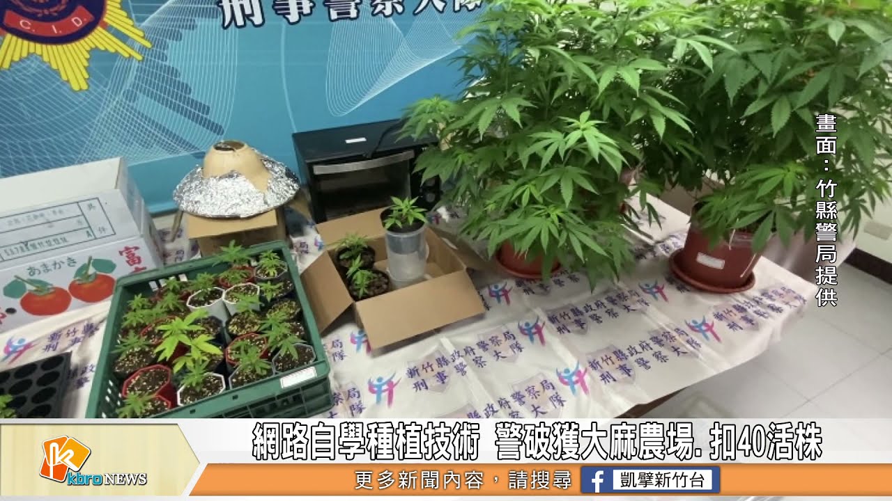 網路自學種植技術警破獲大麻農場 扣40活株 Youtube