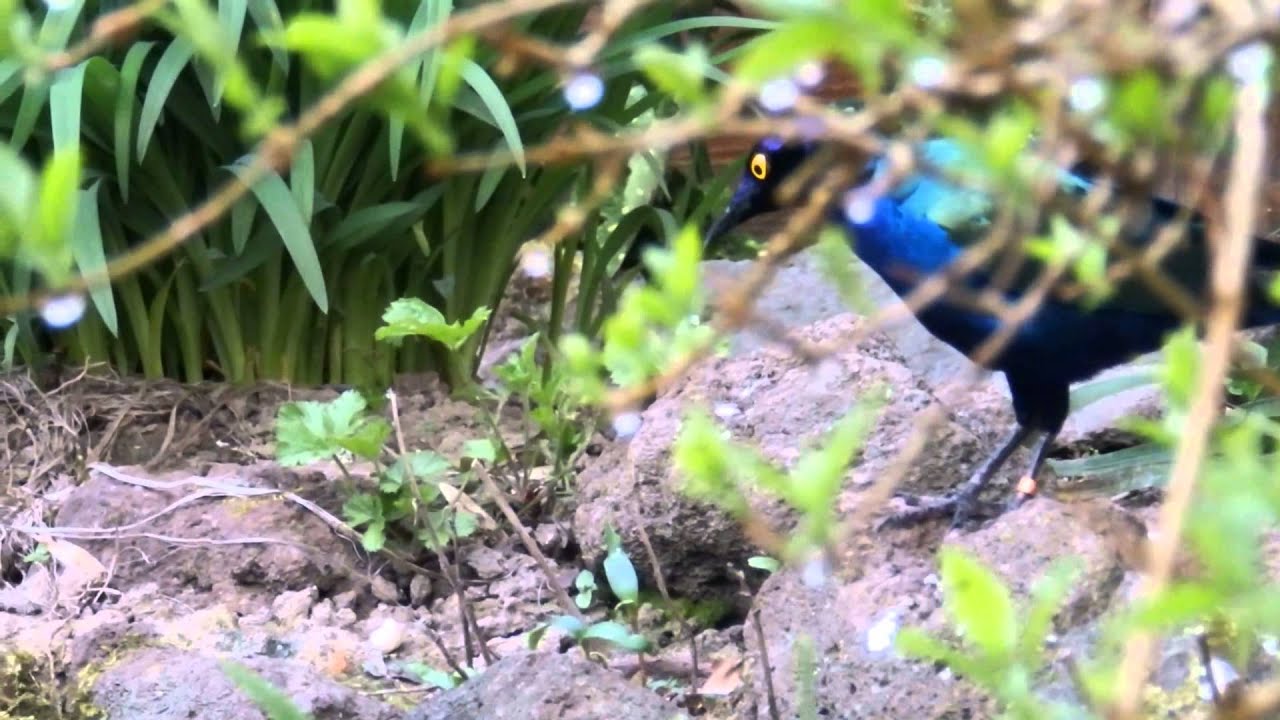 Purple glossy starling - Purperglansspreeuw