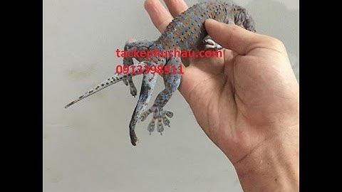 Bản sao của Các màu sắc đẹp và độc của tắc kè . Chuyên bán tắc kè cảnh 0913398911