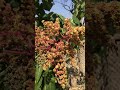 Birdsong.Bright sunlight.Mango blossoms.